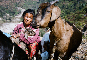 Lal Maya and her goats.