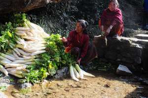 Washing radishes