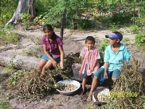 Children picking dried peanuts from vines