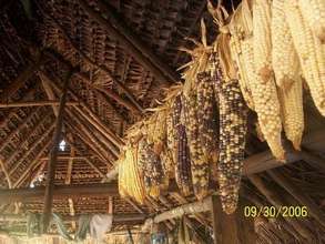 Indian corn being dried