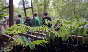Chihuahuaco seedlings ready to be planted out