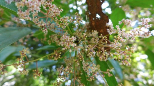 Flowers of Moena Alcanforada