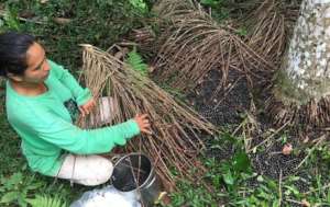 Harvesting at the Reforestation Center