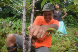 Oscar carefully pruning a rosewood branch