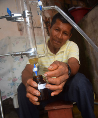 David collecting rosewood oil