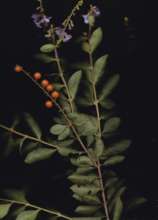 A botanical specimen of a tree loved by Olivia.