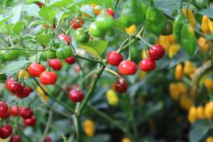hot peppers as natural Christmas tree ornaments