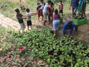 Seedling Day