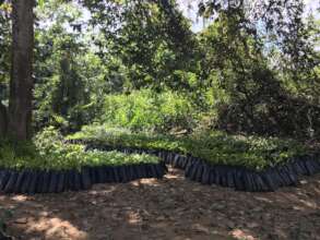 Seedlings to be distributed in a community