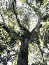 Ceiba pentandra or Lupuna, mother of the forest.