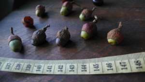 Fruits of canelon