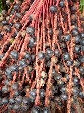 Fruits of sinamillo, Oenocarpus mapora