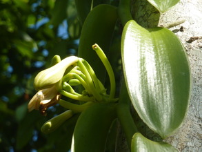 Vanilla in flower