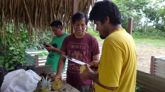 Eating pineapple at the nursery