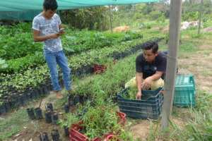 loading up seedlings from the La Joya nursery