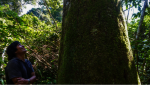Partner farmer regards a healthy Brazil Nut Tree
