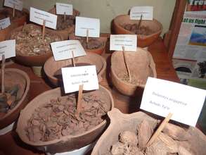Seeds of native trees of Northern Uganda