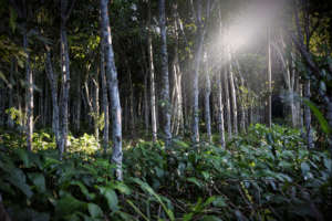 Sun filtering through Moena Alcanfor trees.