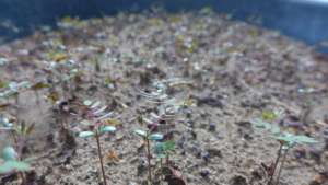 Seeds of Acacia sprouting