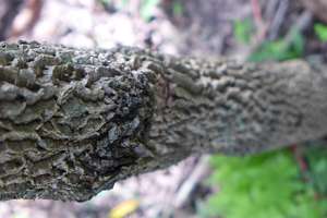 Bark of one of our many trees