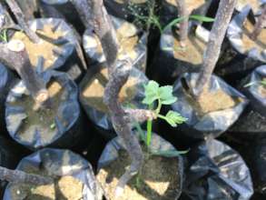 Palo Santo Seedlings