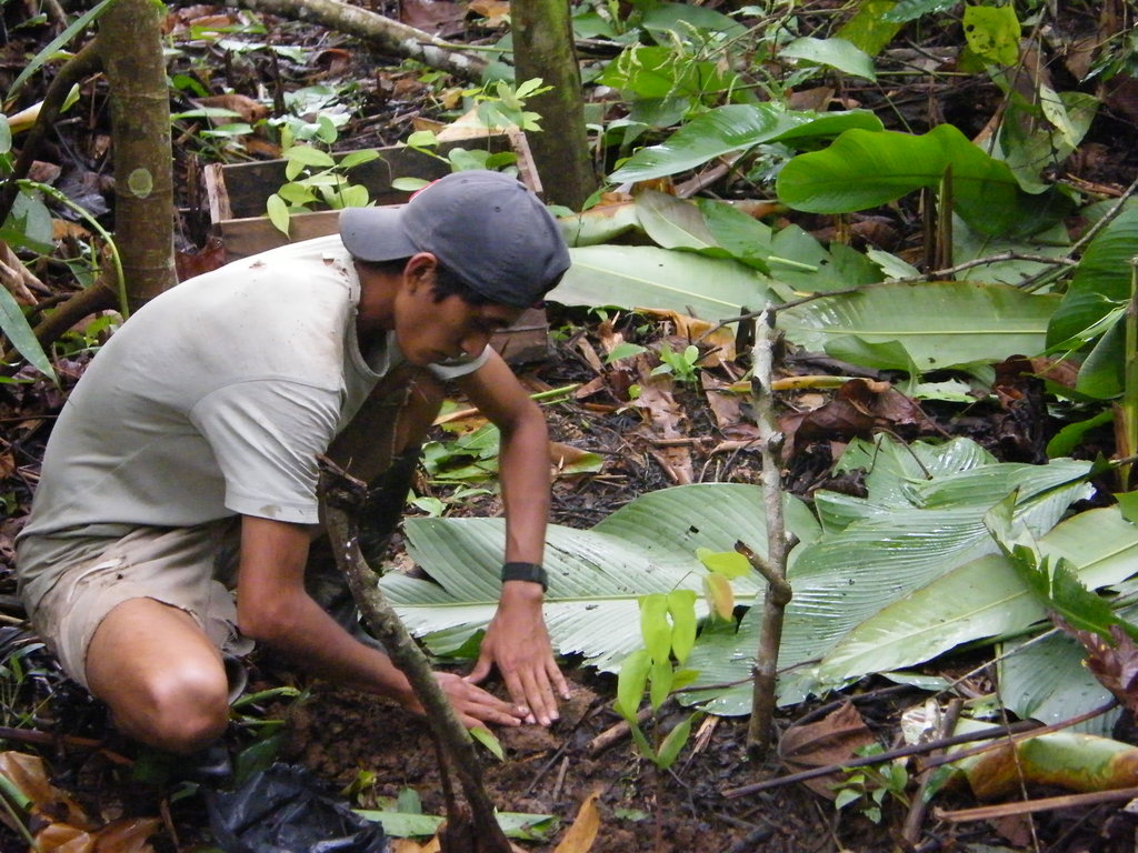 1000 trees a year 1000 acres of rainforest forever