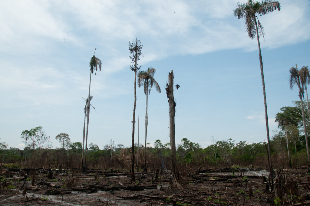 Slash and burn deforestation we work to replace