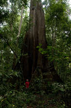 Giant kapok tree in the forests we protect