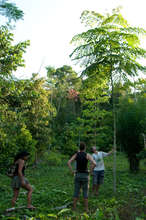 Trees we planted in our Living Seed Bank
