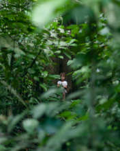 1000 trees a year 1000 acres of rainforest forever
