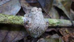 Tambopata frog