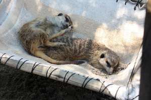 Meerkats enjoying new hammock and toys