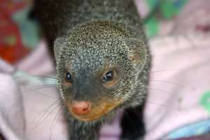 Nwana the Mongoose enjoying her new home