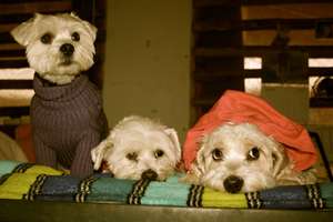 DAKTARI dogs in new winter jackets