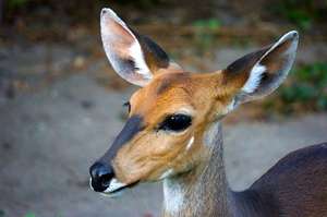 Bushbuck