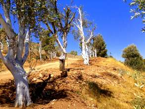 New olive trees near the Noah's Ark Visitor Center