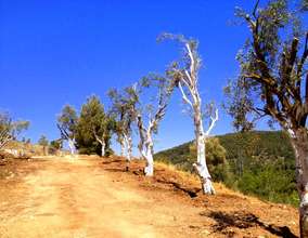 New olive trees near the Arabian Wolves exhibit