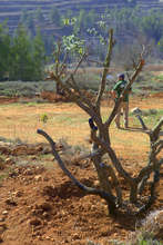 New olive trees near the Noah's Ark Visitor Center