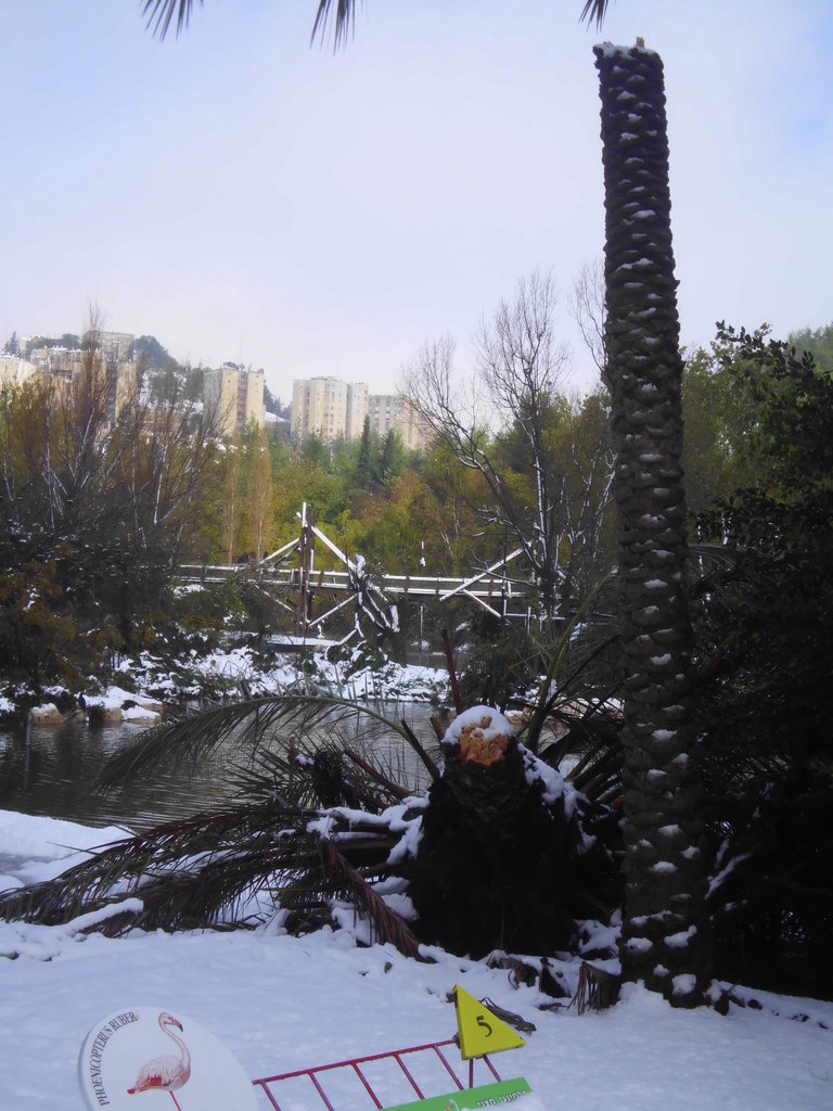 Help Replace Trees Lost in December 2013 Blizzard