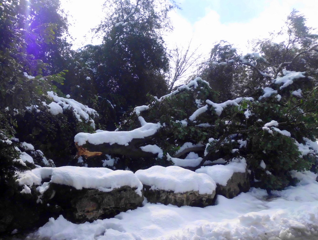 Help Replace Trees Lost in December 2013 Blizzard