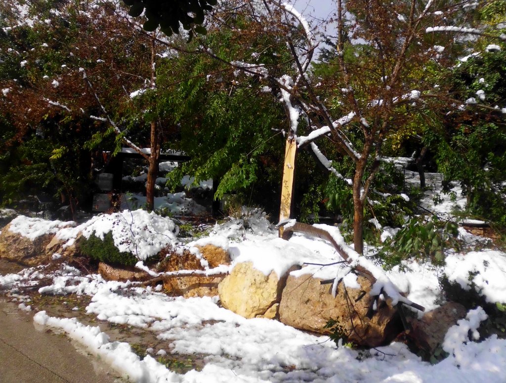 Help Replace Trees Lost in December 2013 Blizzard