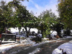 Damage to vegetation