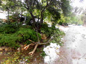 More collapsed oak trees