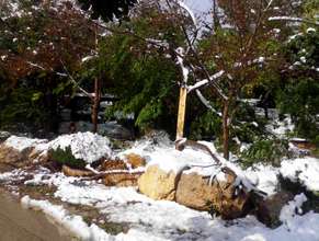 Snapped trunk and fallen branches