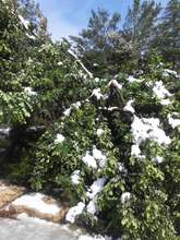 The weight of the snow took its toll