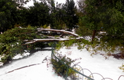 Help Replace Trees Lost in December 2013 Blizzard