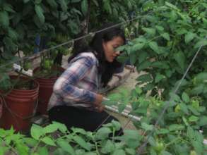 Real life skills through greenhouse production