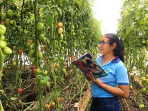 observing tomatoes