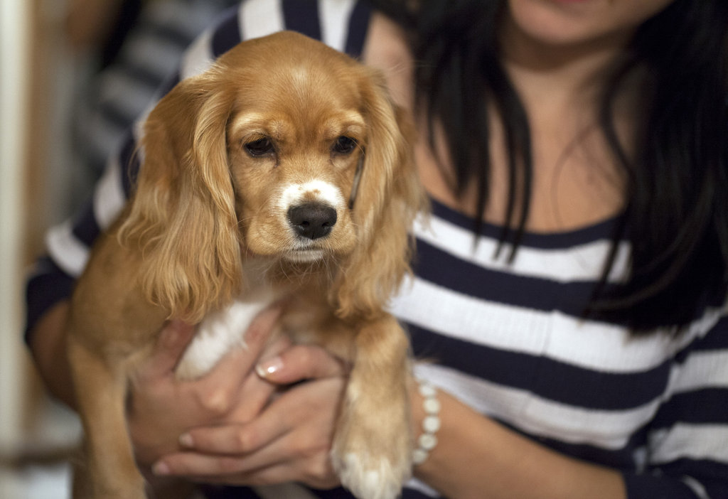 Help Rescue 5 Pets In 2014