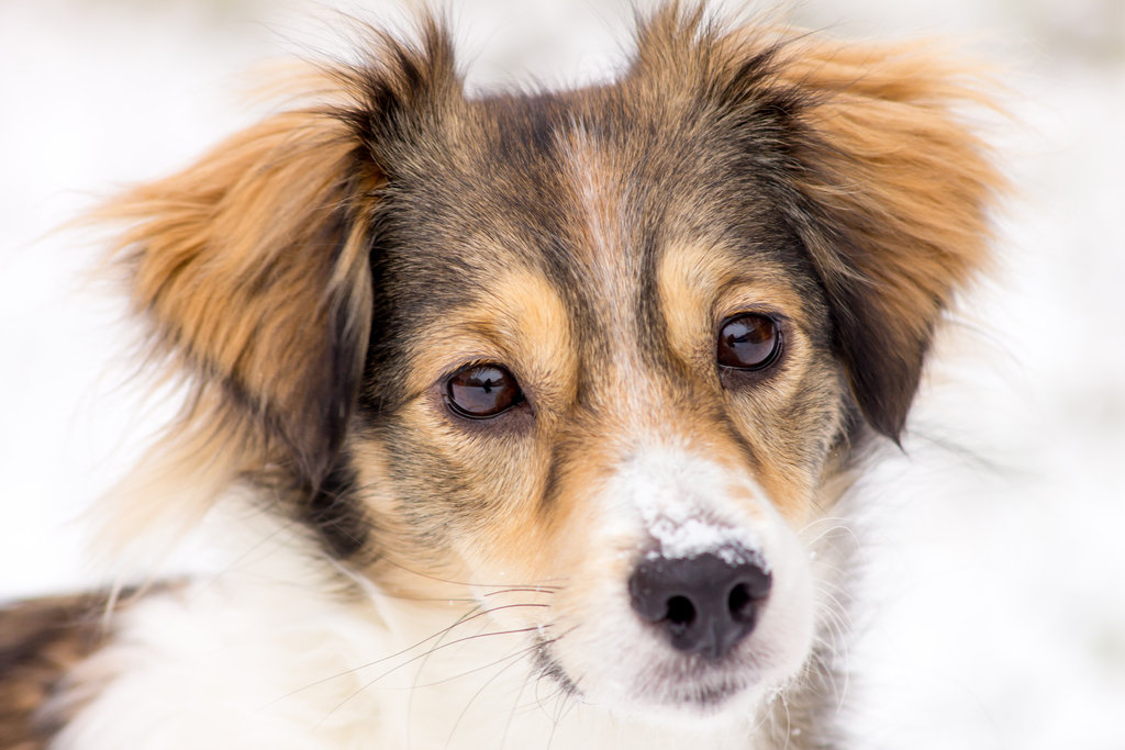 Help Rescue 5 Pets In 2014